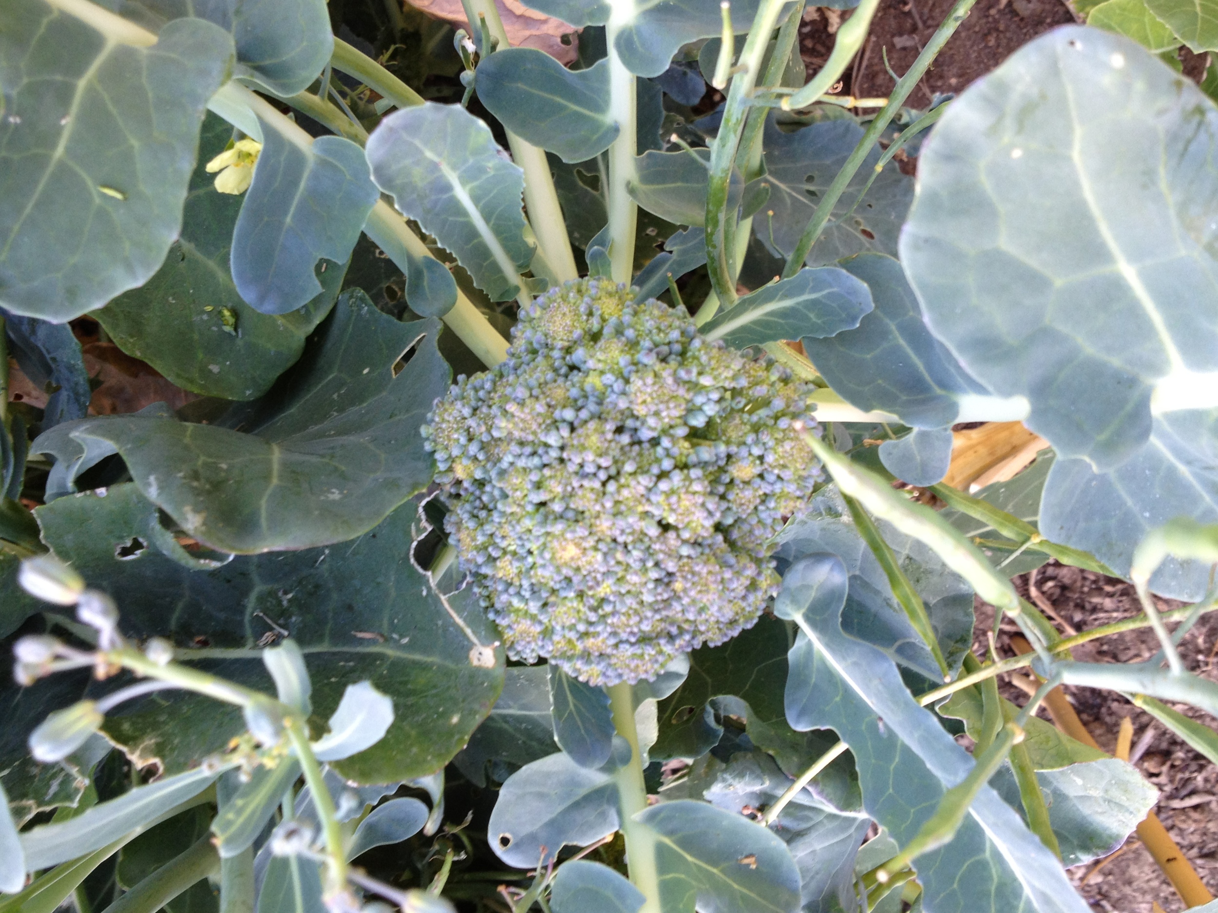 brocch '12 garden