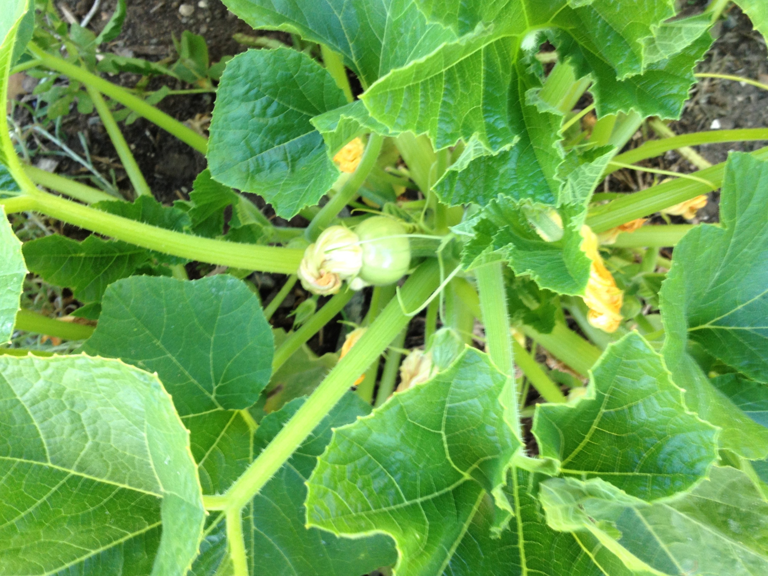 squash '12 garden