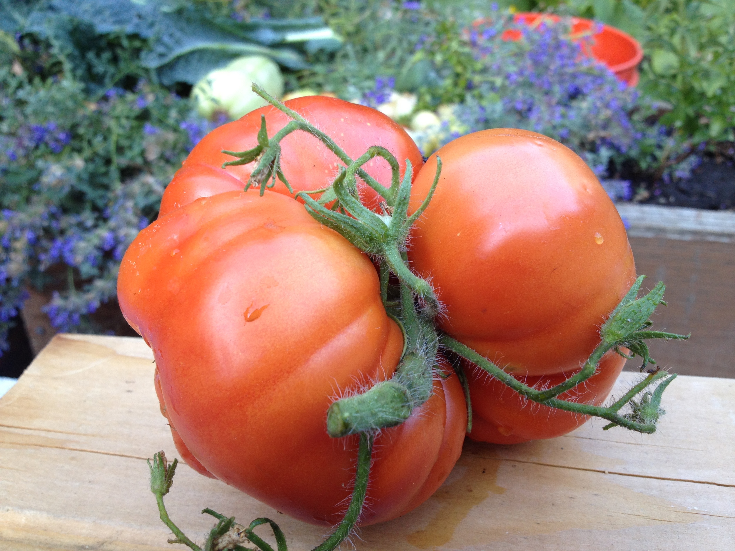 tomato '12 garden