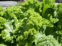 Mustard Greens