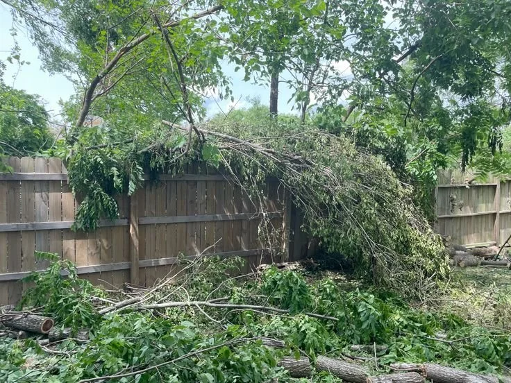 Tornado Trees Photo.jpg