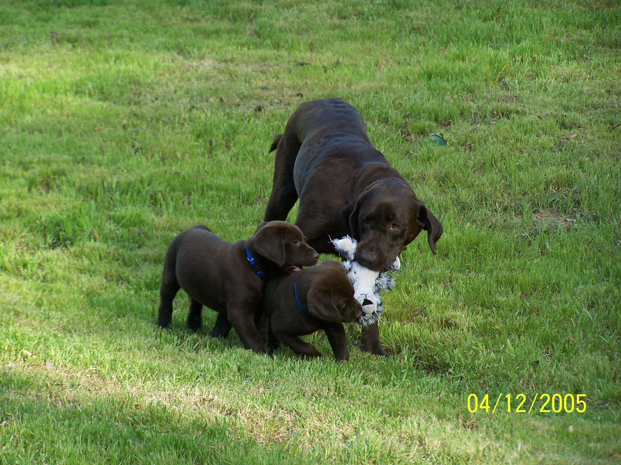Mocha playing with pups