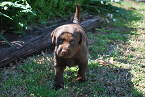 Taz and Mocha Pup