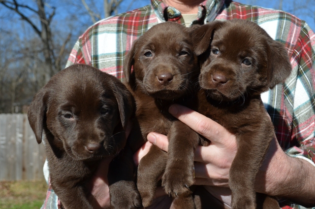 3 Females