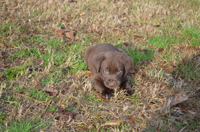 Red Collar - Male