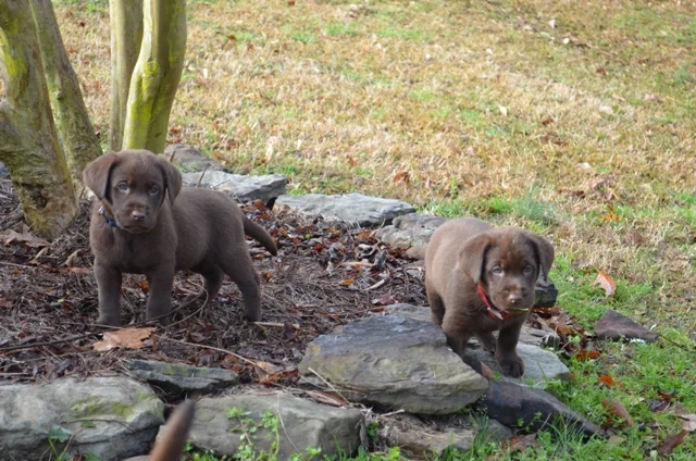 Blue Collar Male and Red/Blk Collar Male