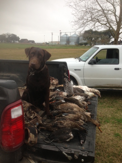 Roux and all his ducks!!! Awesome hunting Roux!