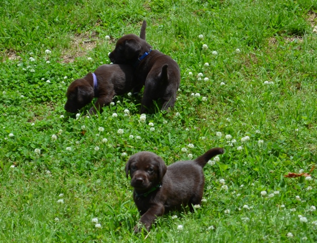Purple and Blue Females and Green Collar Male.jpg