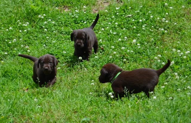 Purple and Blue Females and Green Collar Male3.jpg