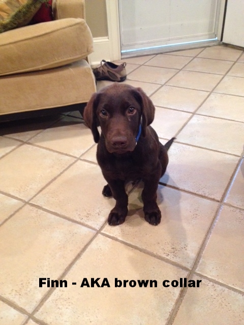 Finn - brown collar.jpg