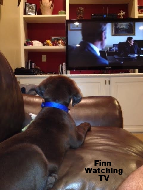 Finn watching TV.jpg