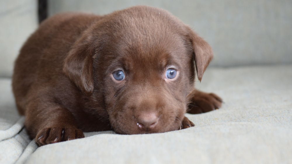Chocolate Lab Cross Puppies