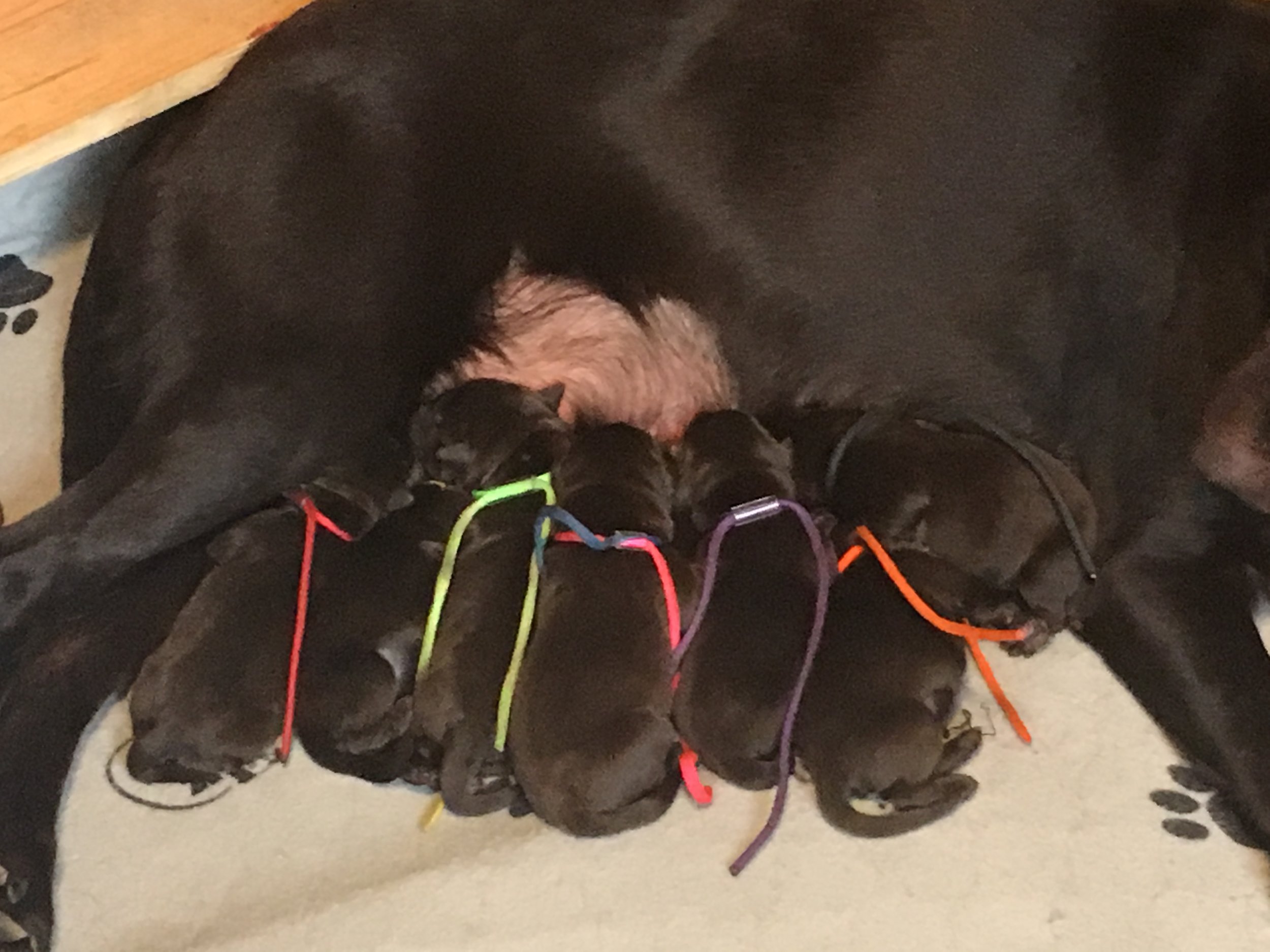 Breeze Oscar Pups Jan 18 2018.JPG