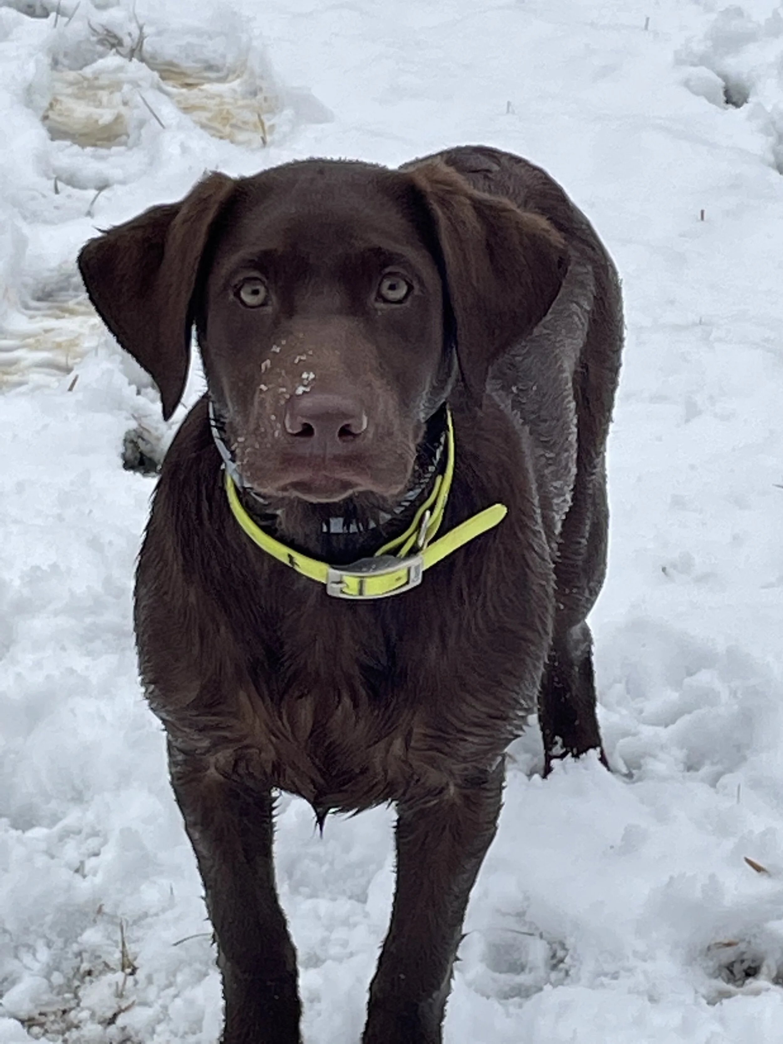 4 MONTH OLD            FIRST SNOW!
