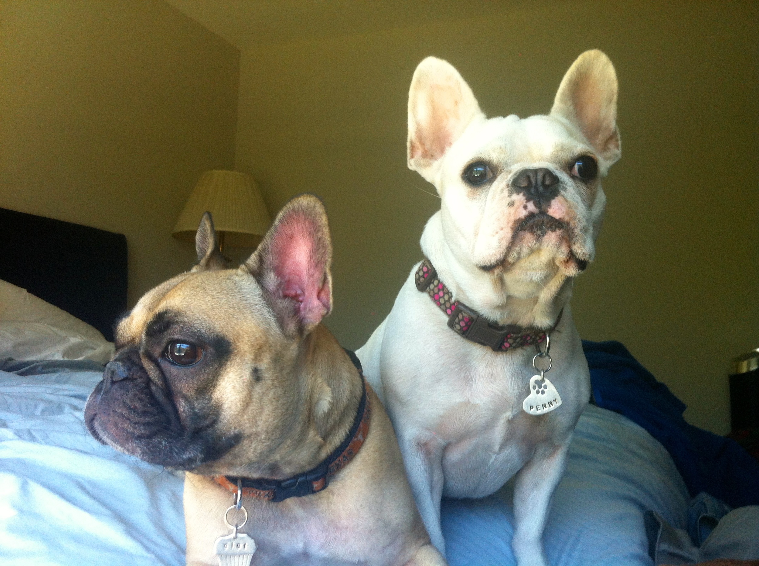 French Bulldogs Gigi & Penny