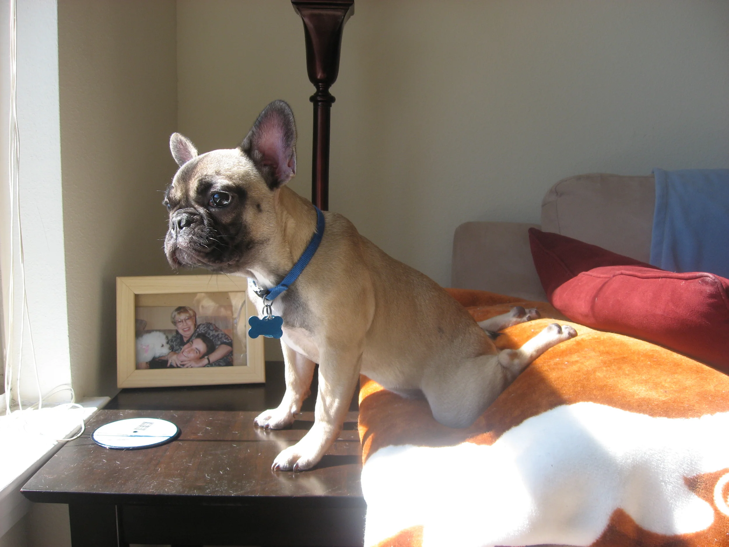 Gigi French Bulldog doing doga