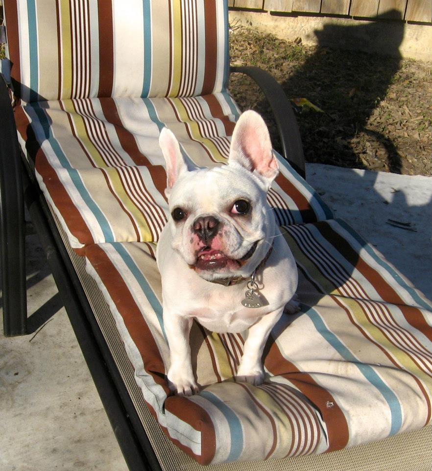 austin french bulldogs