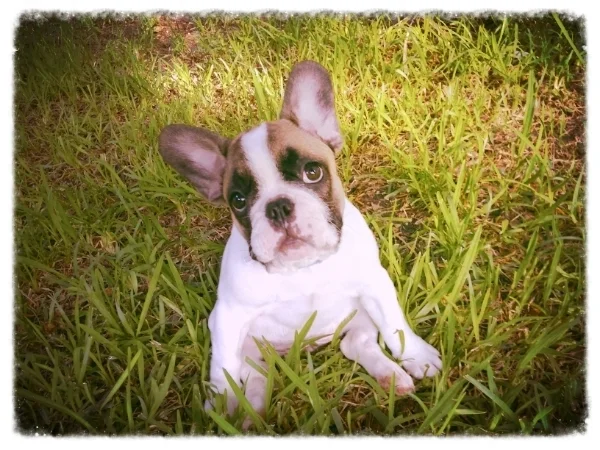 French Bulldogs outside for a walk