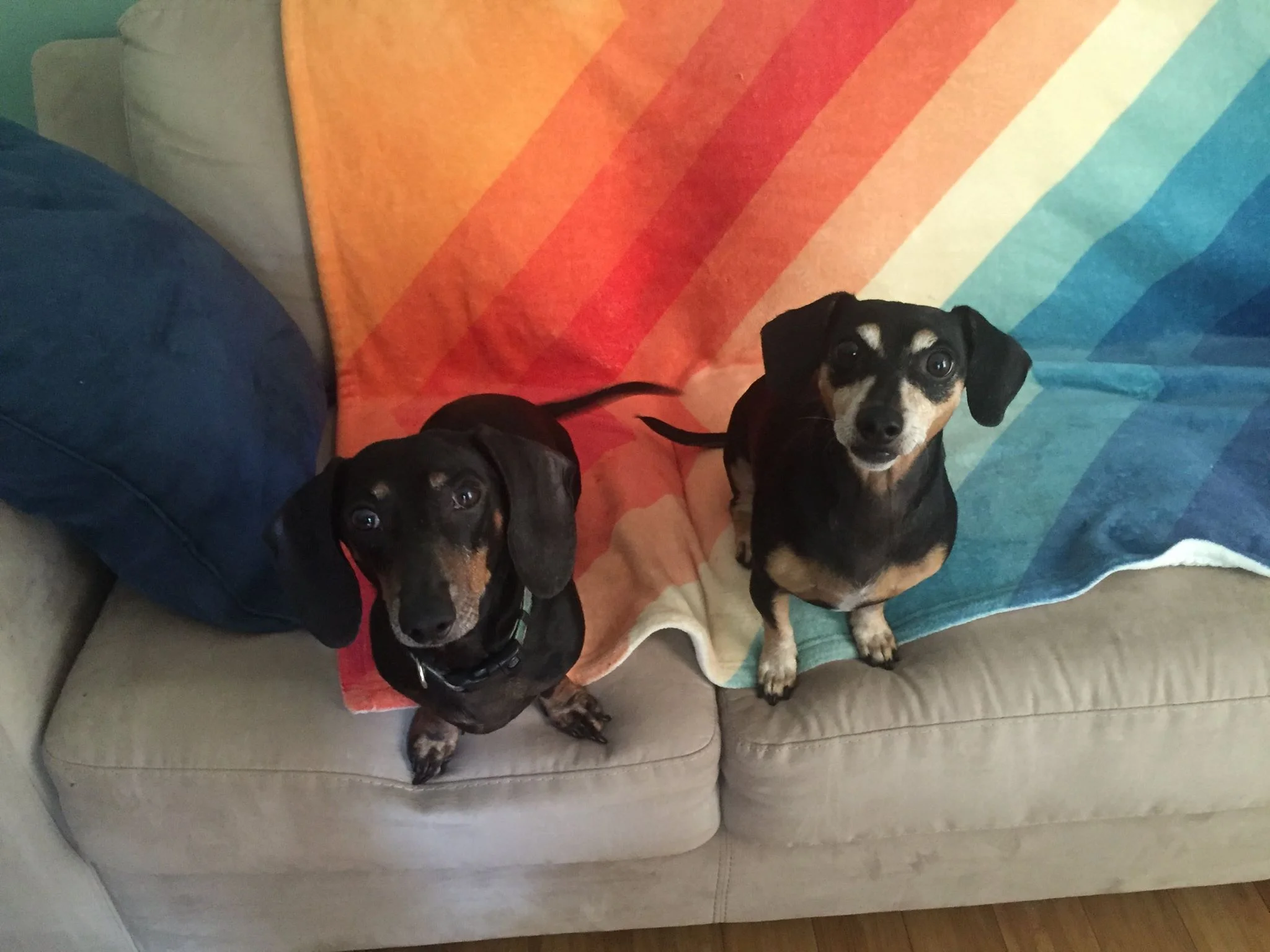 Andouille & Rocky