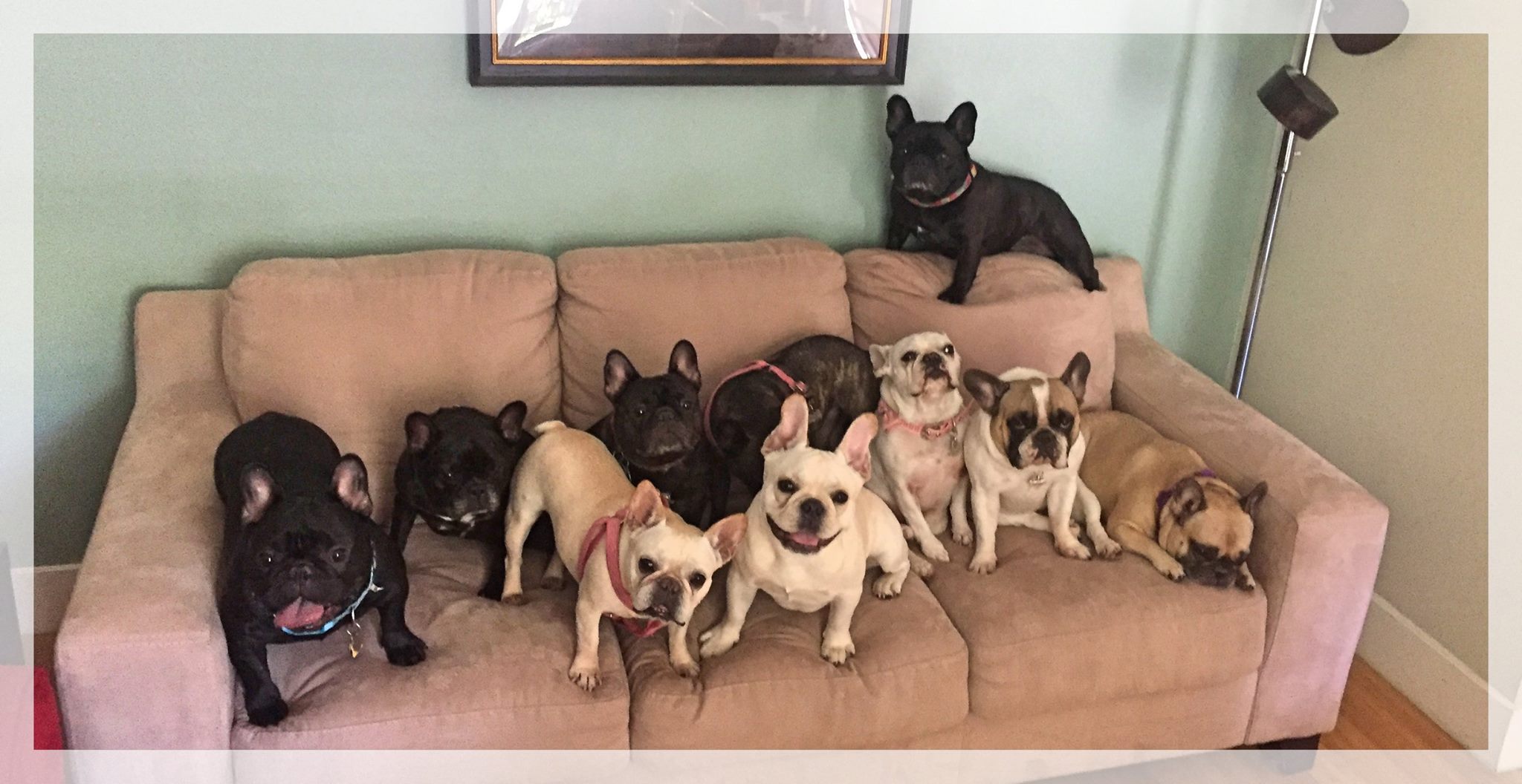 Frenchies on a couch