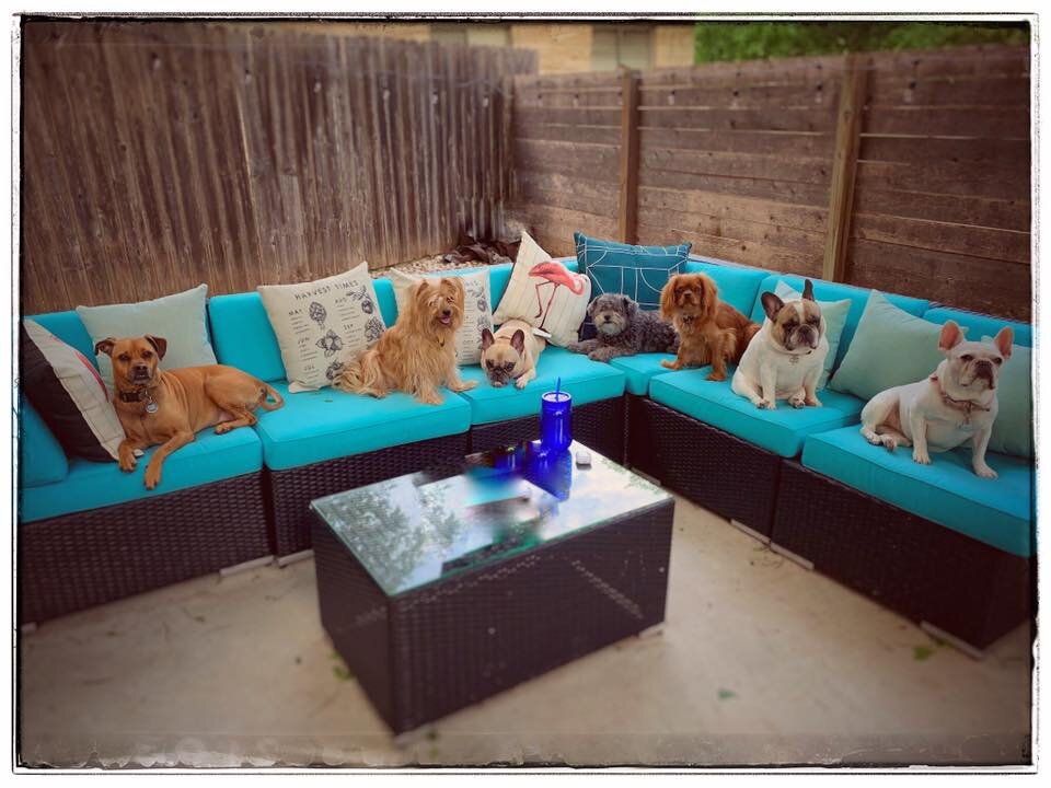 Dogs on patio furn.jpg