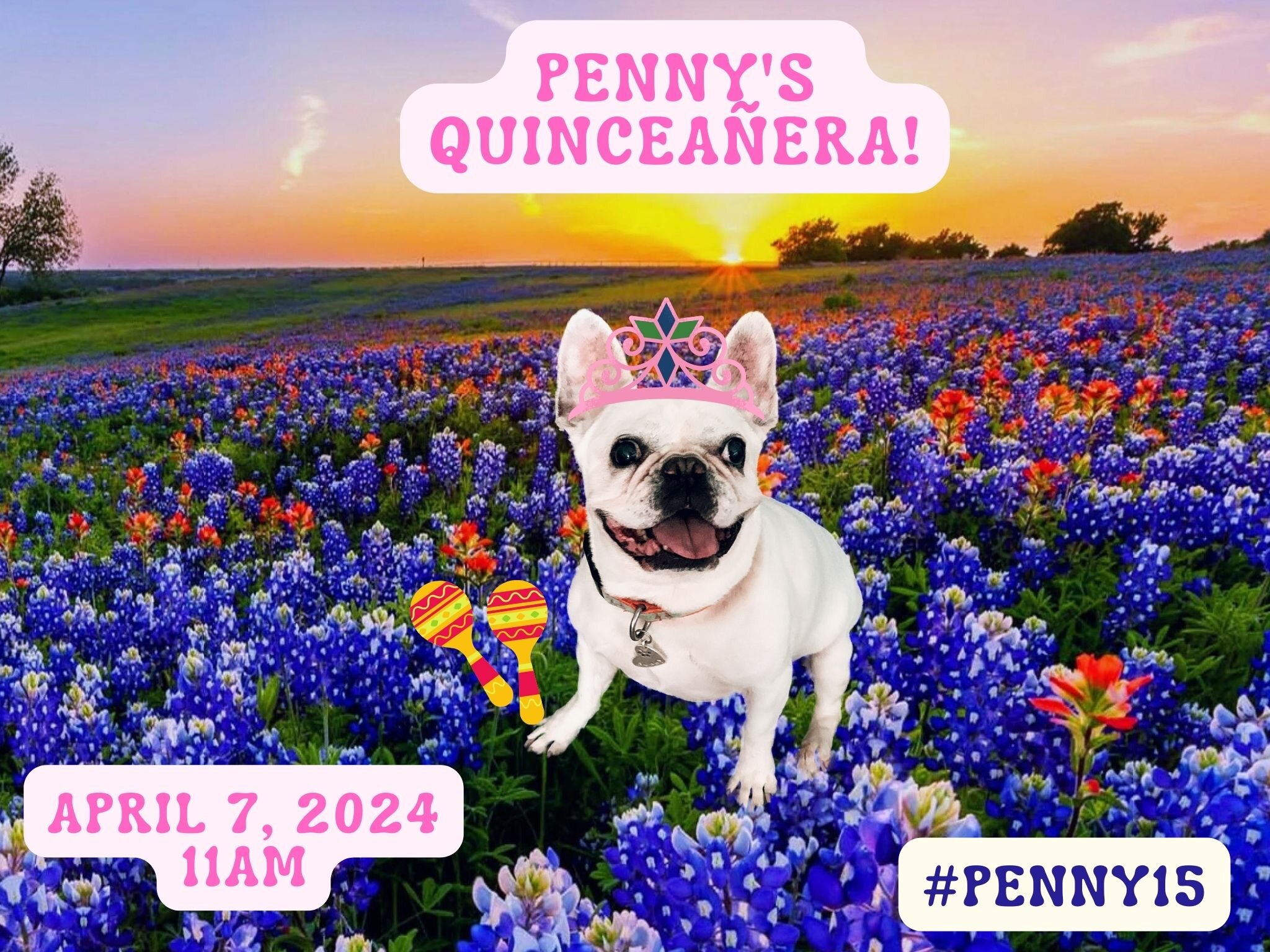 We are having a Quinceanera for Penny!  Please join us. More info here:
https://fb.me/e/1hXbsD70L
Please let us know on the event page if you are coming to the quinceanera.
#Penny15