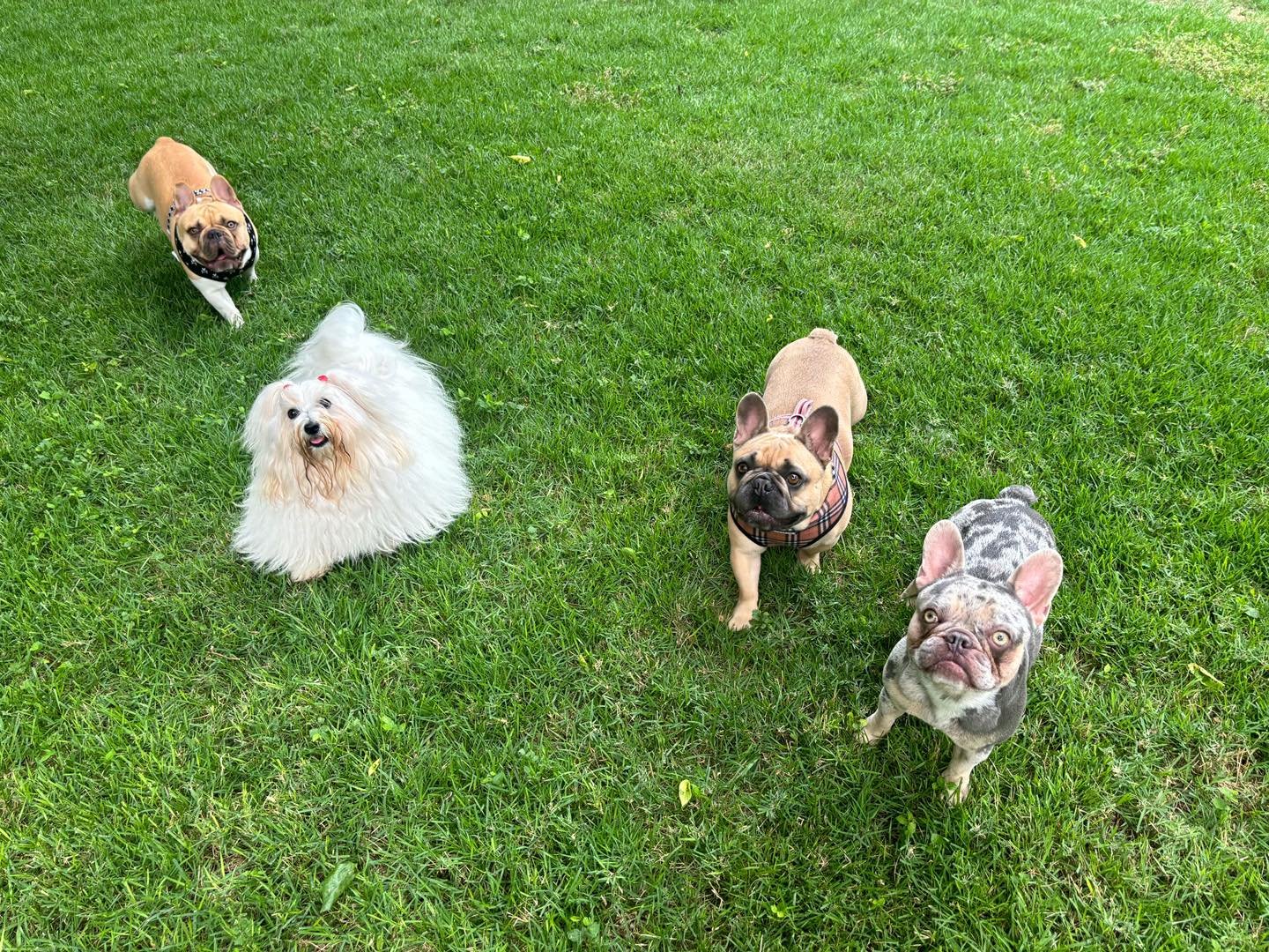 Here&rsquo;s Valerie with her Frenchie friends  Pinto, Pluto &amp; Goose!