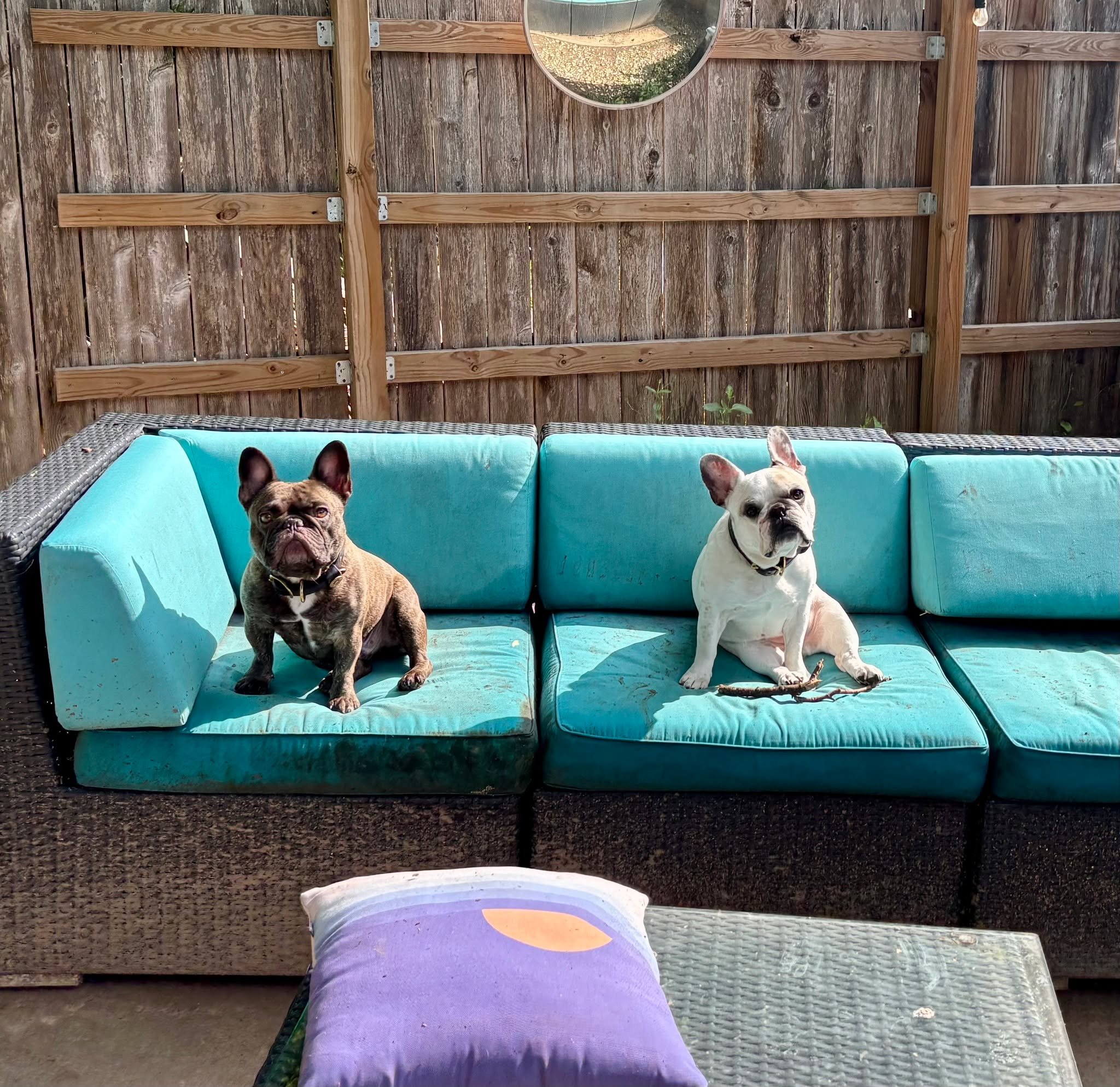 Hello from George &amp; Martha!