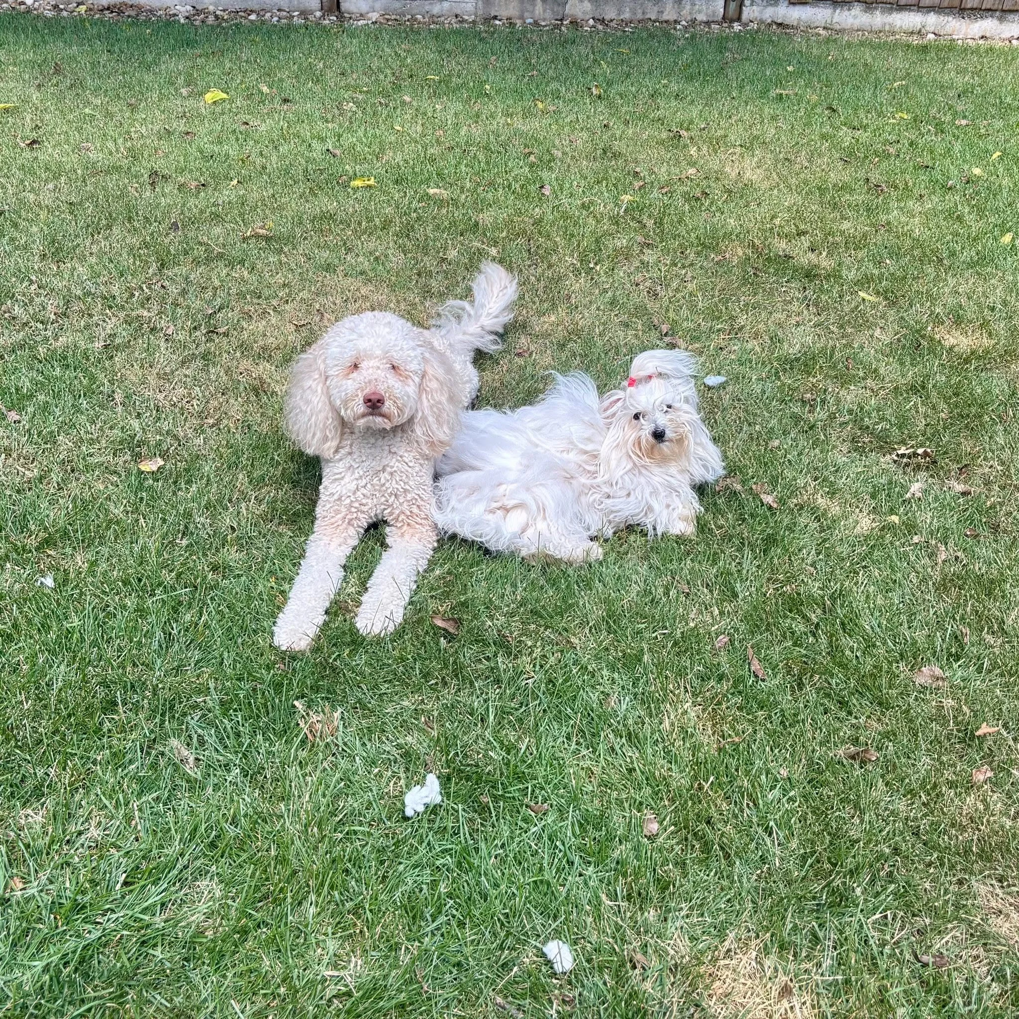 Tater Tot &amp; Valerie: Friends!