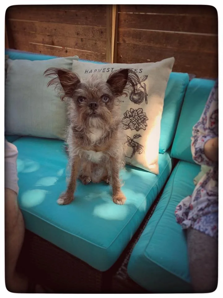 I'm sad to say that Griffin has passed away. He has been coming to Lone Star Leash Services for a long time. He will be missed by everyone here and his family and friend Junebug. Also thinking today of his friends Floyd &amp; Diddy.