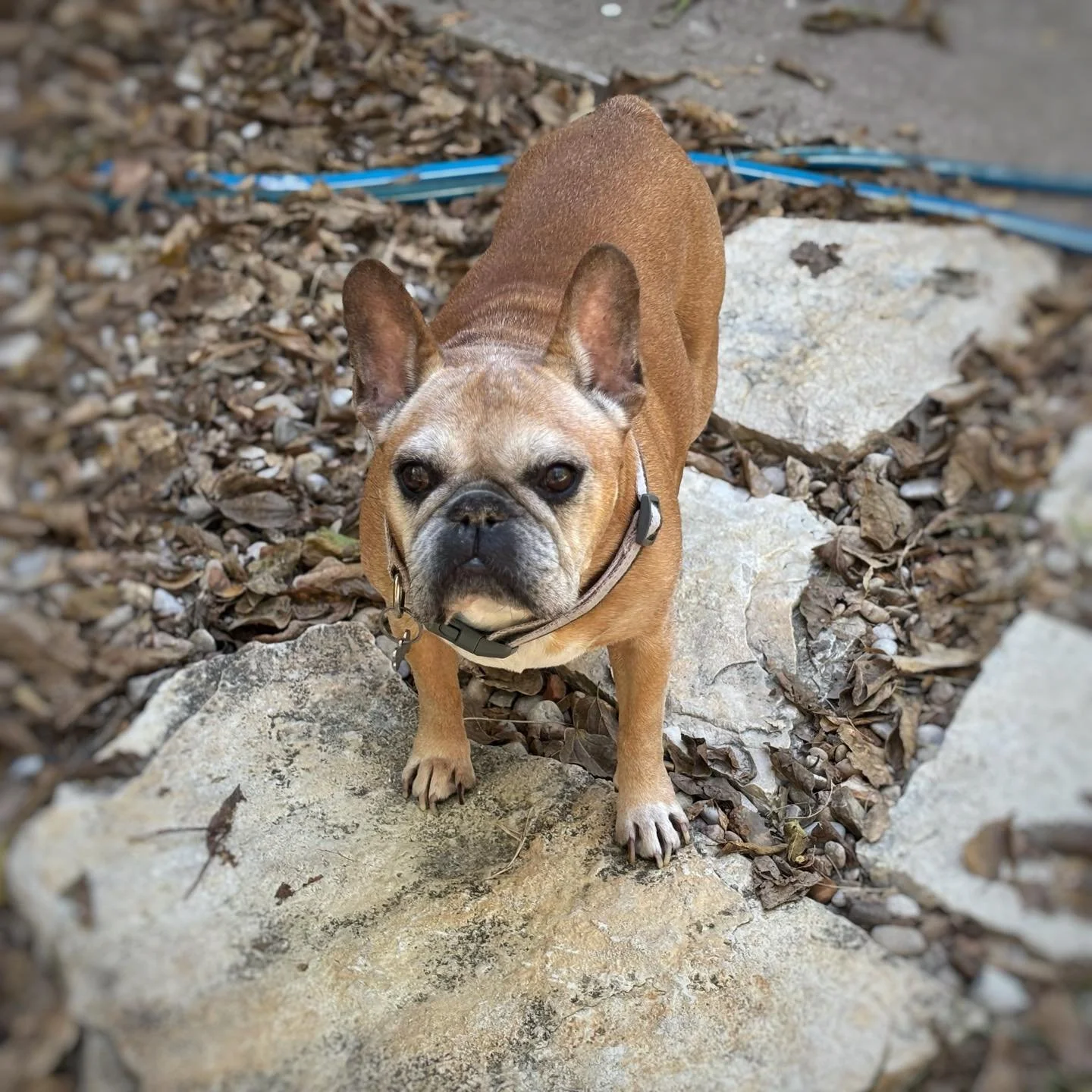 It's been a sad week at Lone Star Leash Services. Duncan the Frenchie who has been coming here since 2013 has died. His friend Lemon is here with us this weekend.  We all miss Duncan. He was Dolly's boyfriend and they grew up together.
Duncan was swe