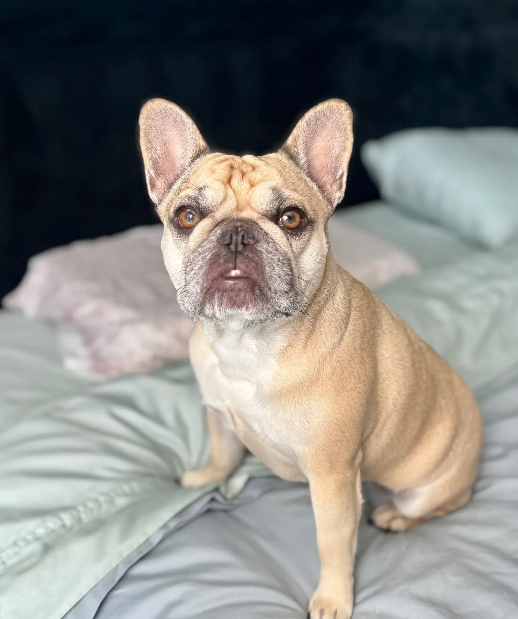 Pancake is here with her friends Zed &amp; Bruce!