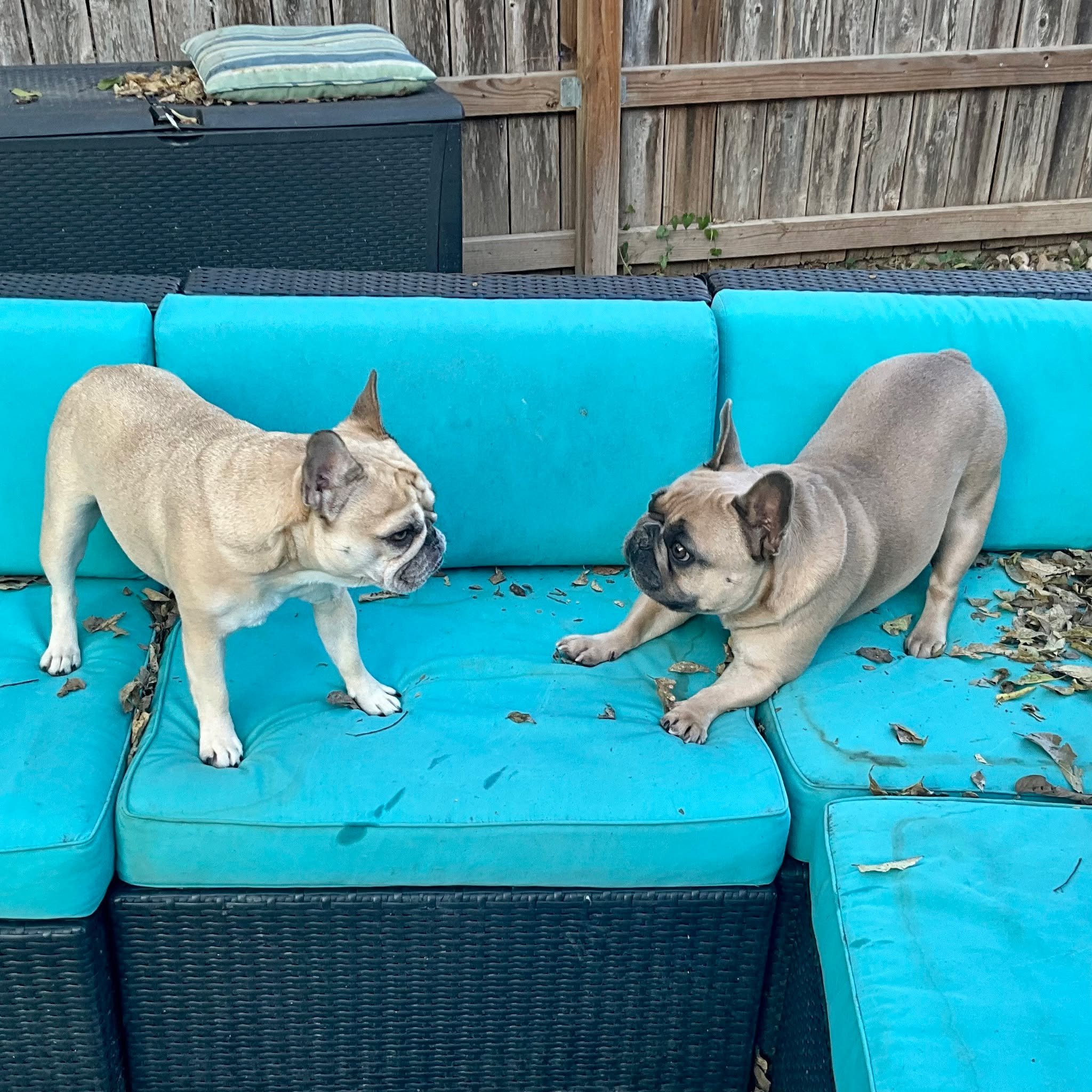 Pluto wants to play with Pancake!