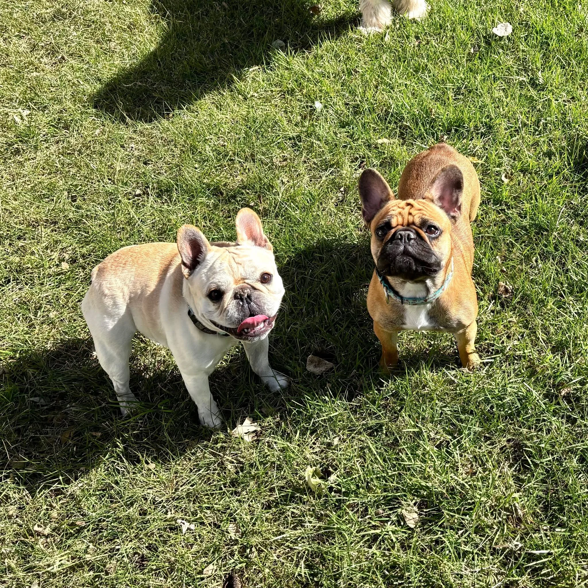 Zed &amp; Bruce are here!