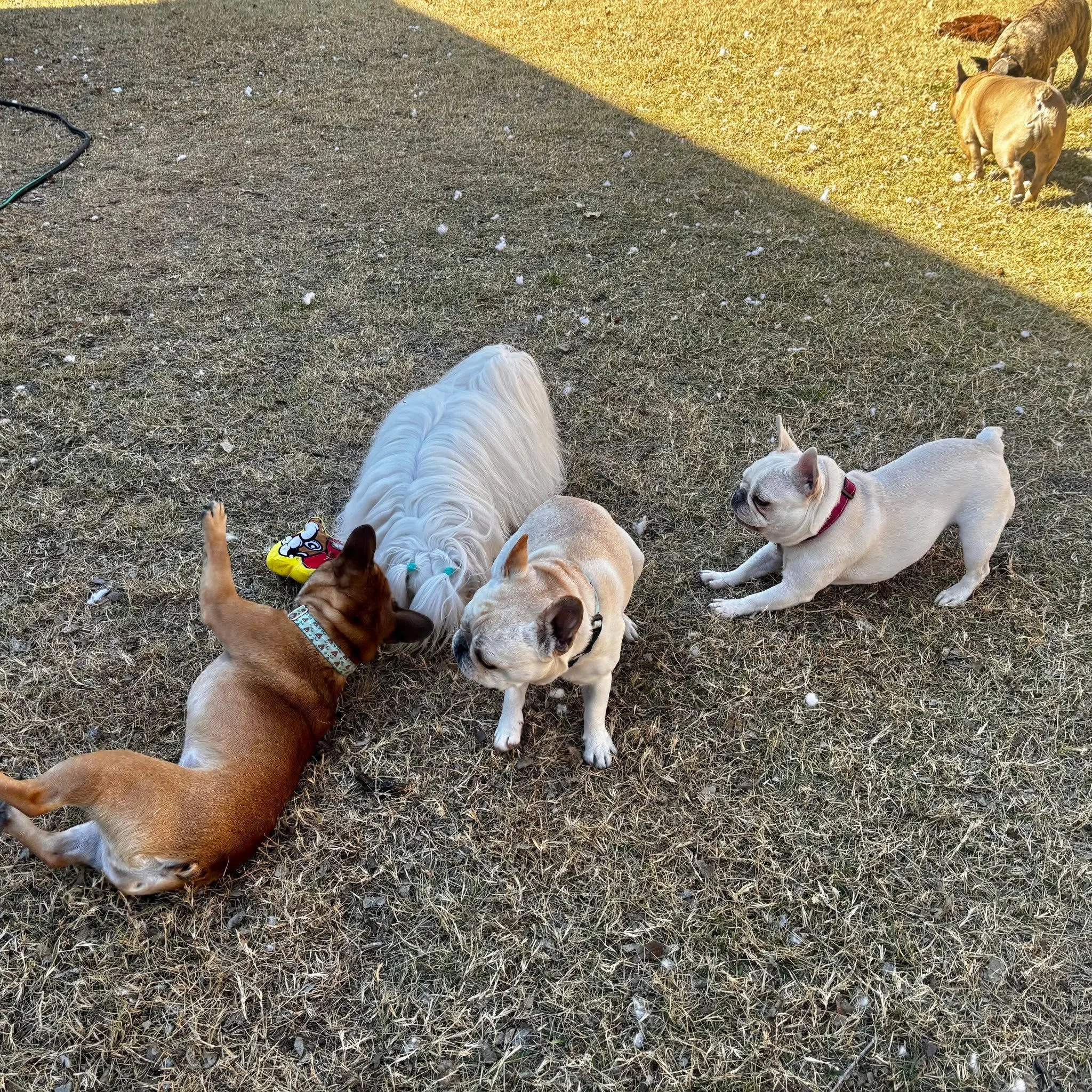 playtime for Bruce, Valerie, Zed &amp; Rachel!