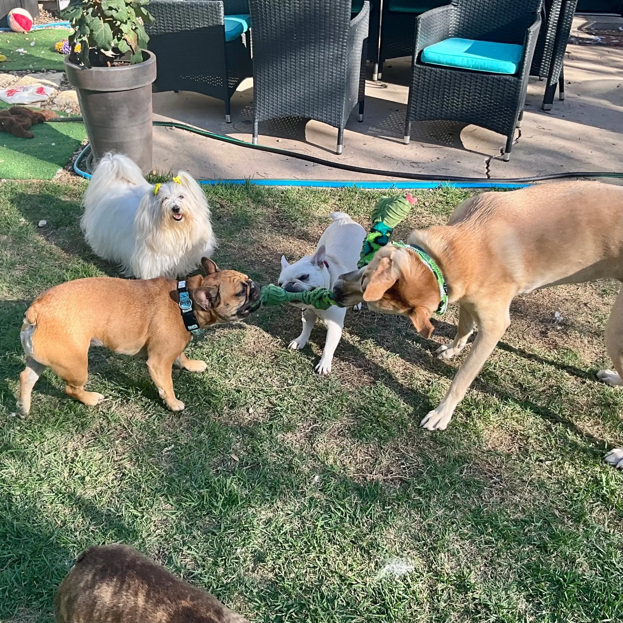 Bruce, Rachel, Lemon &amp; Valerie play!