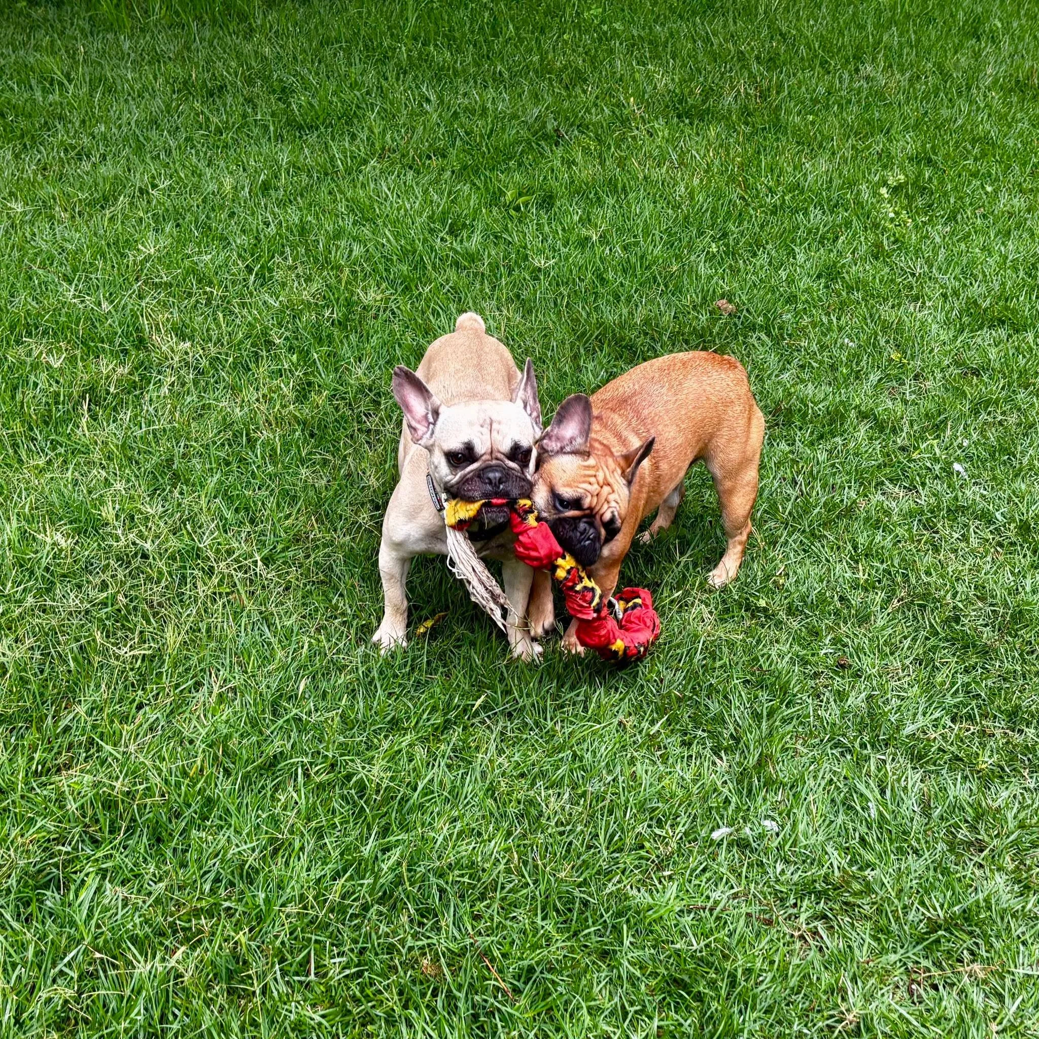 More fun with this week with Zed, Bruce, Pancake &amp; Milo!