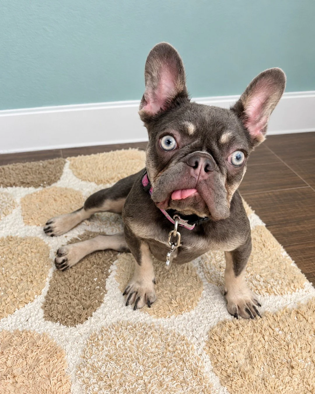 Just Susan being Susan&mdash;big ears, bright eyes, a little tongue, and plenty of personality. 💙🐾

I call this my &ldquo;Did someone say treats?&rdquo; face. What do you think I&rsquo;m asking for?

#SusanTheFrenchie #FrenchBulldog #FrenchieLife #