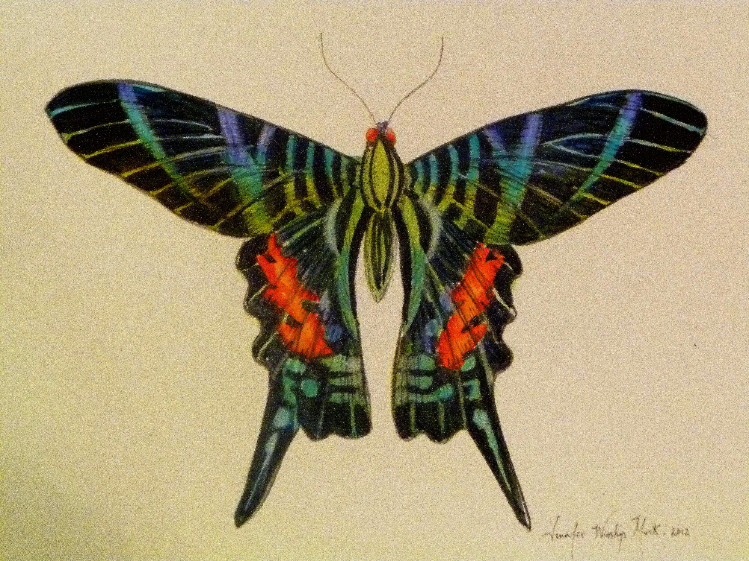 Butterfly II  /  Watercolor