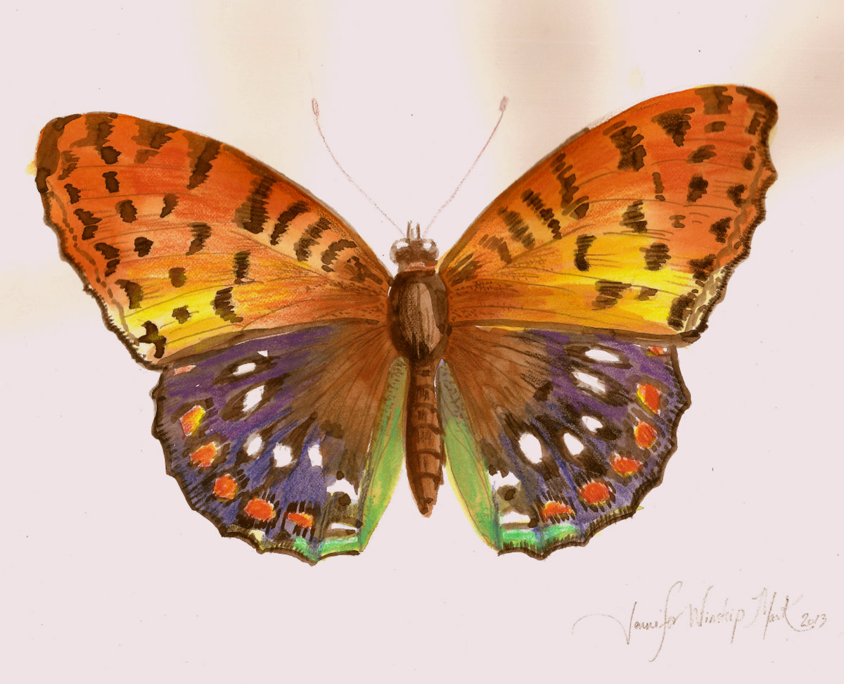 Butterfly IV  /  Watercolor