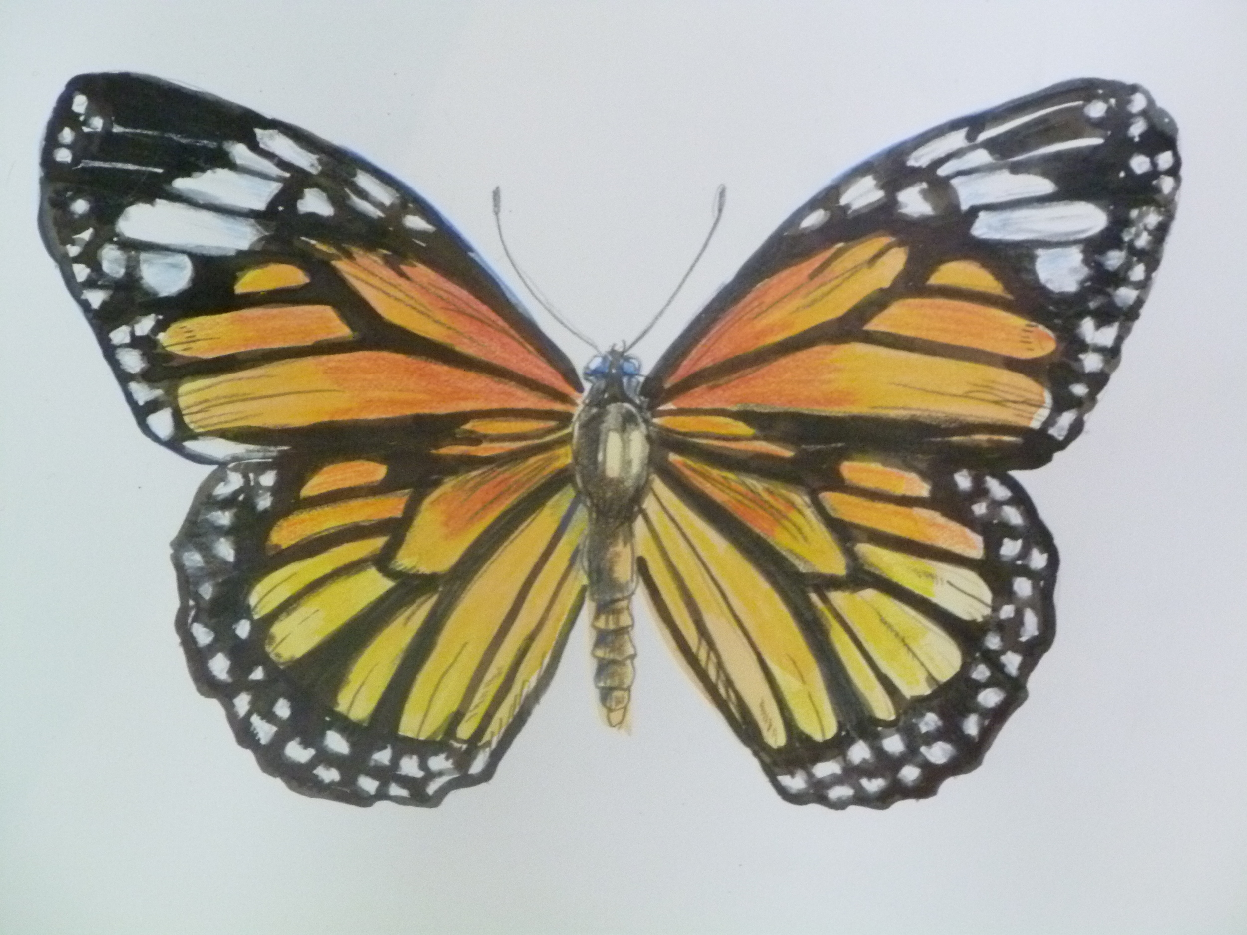 Butterfly III   /  Watercolor