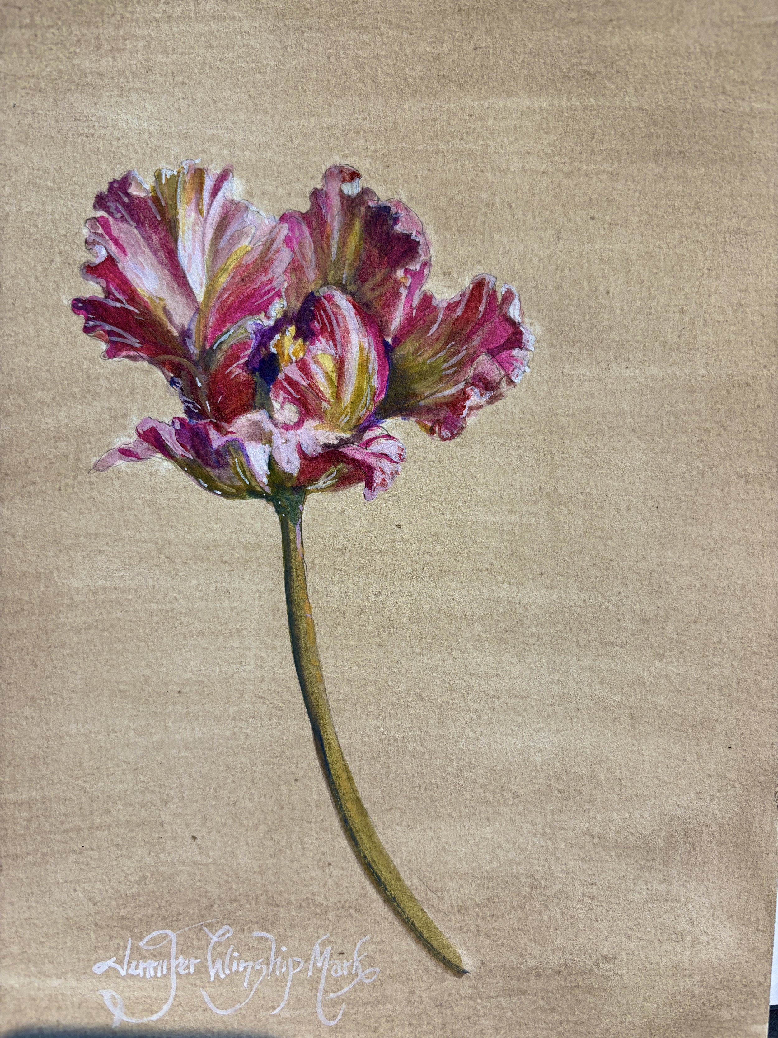 Parrot Tulip Study #2