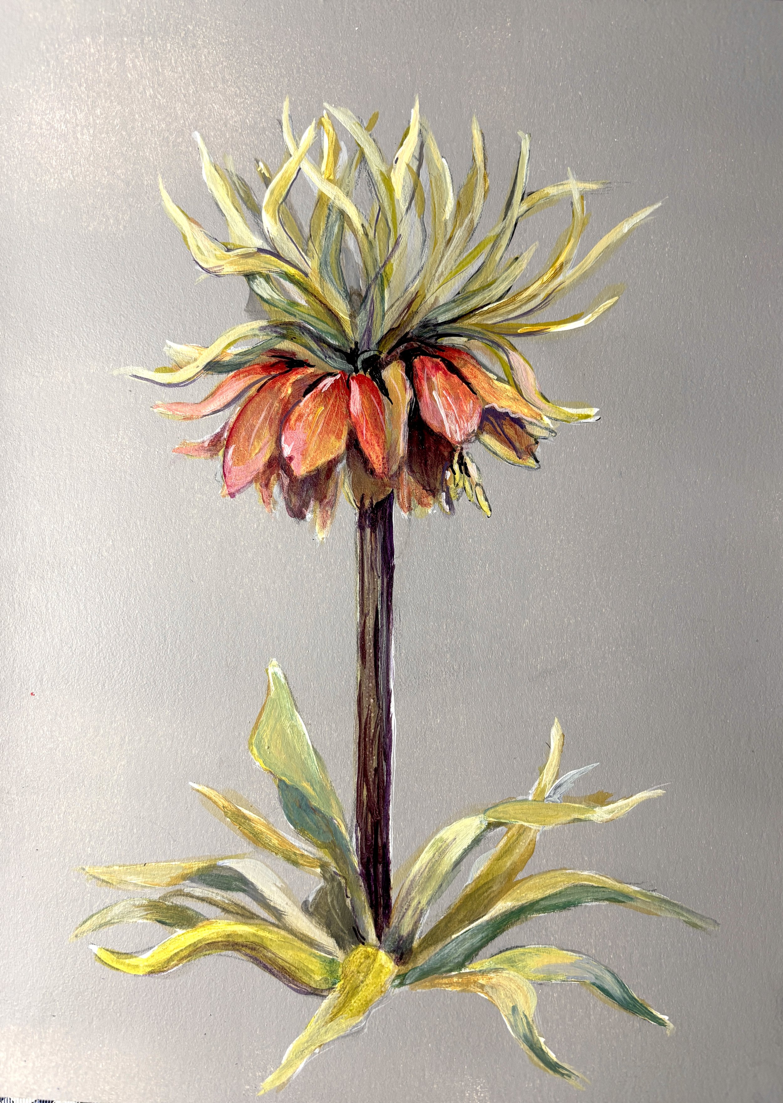 Crown Imperial
