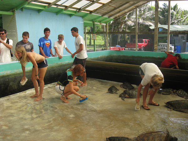 TurtleSanctuaryBequia.jpg