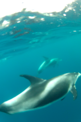 GoProDolphins4.png