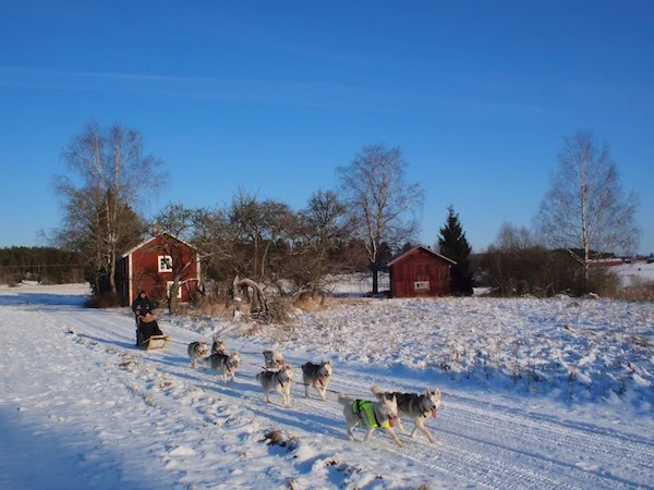 #1: Wild Spirit Bushcraft & Dog-Sledding