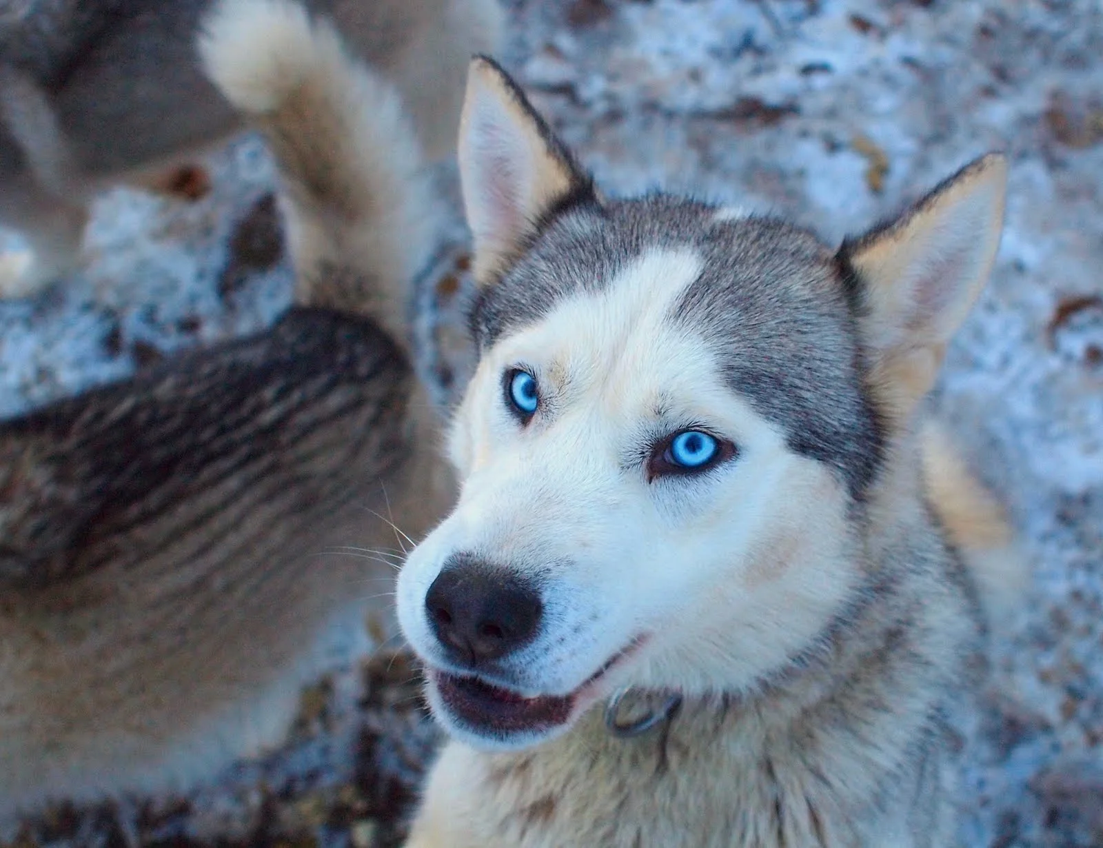 Training the huskies. Story to follow this week...