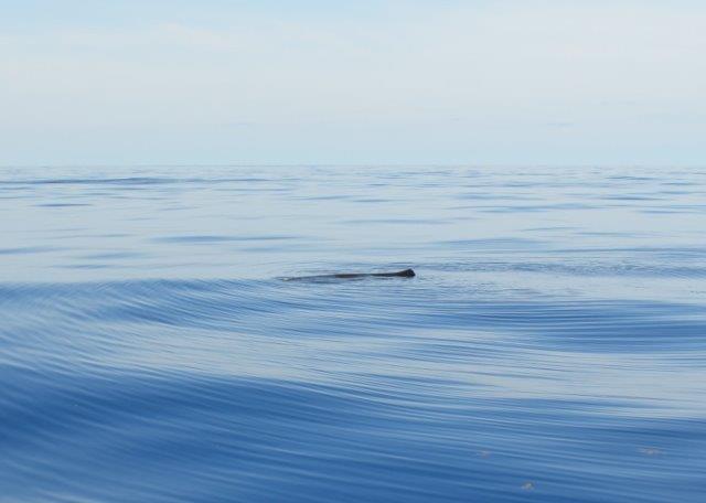 Club Carp's water part, and an encounter with a whale.