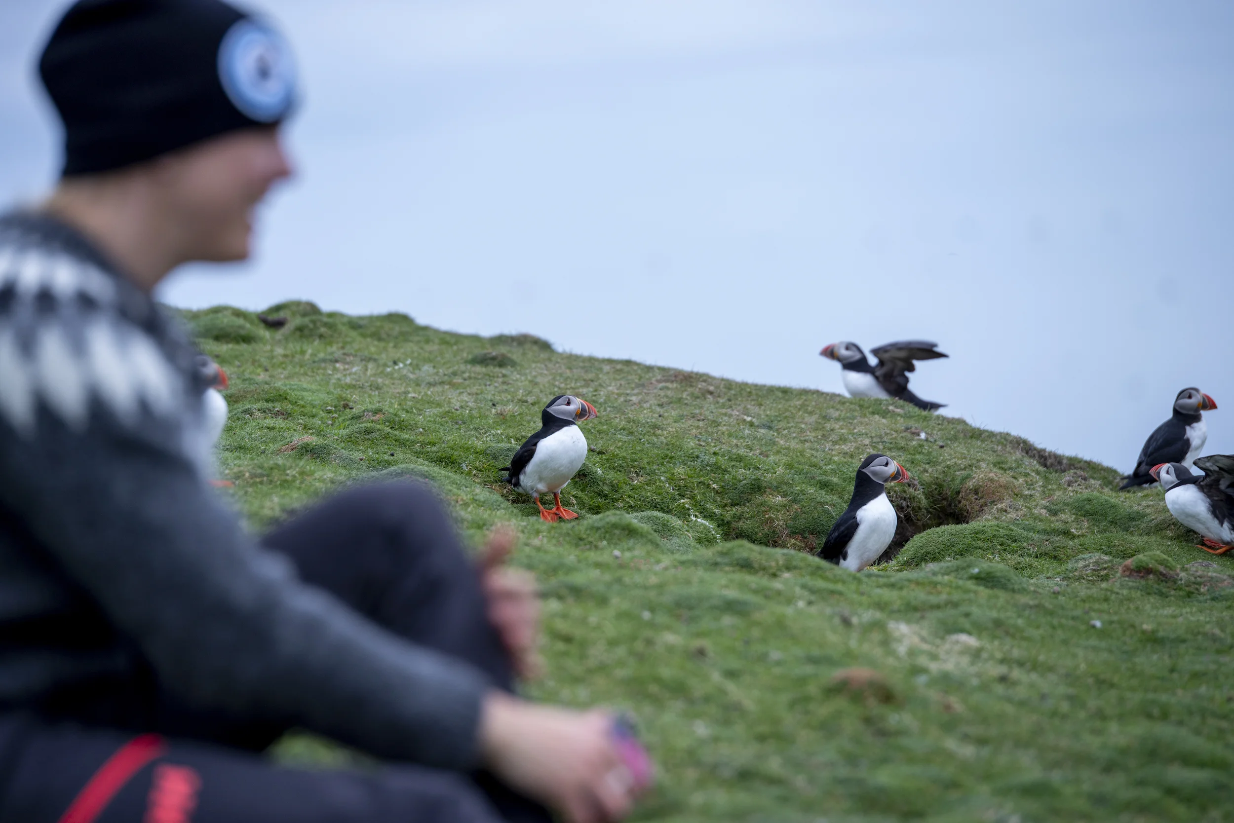 Puffins! Mia excited to hang with them.