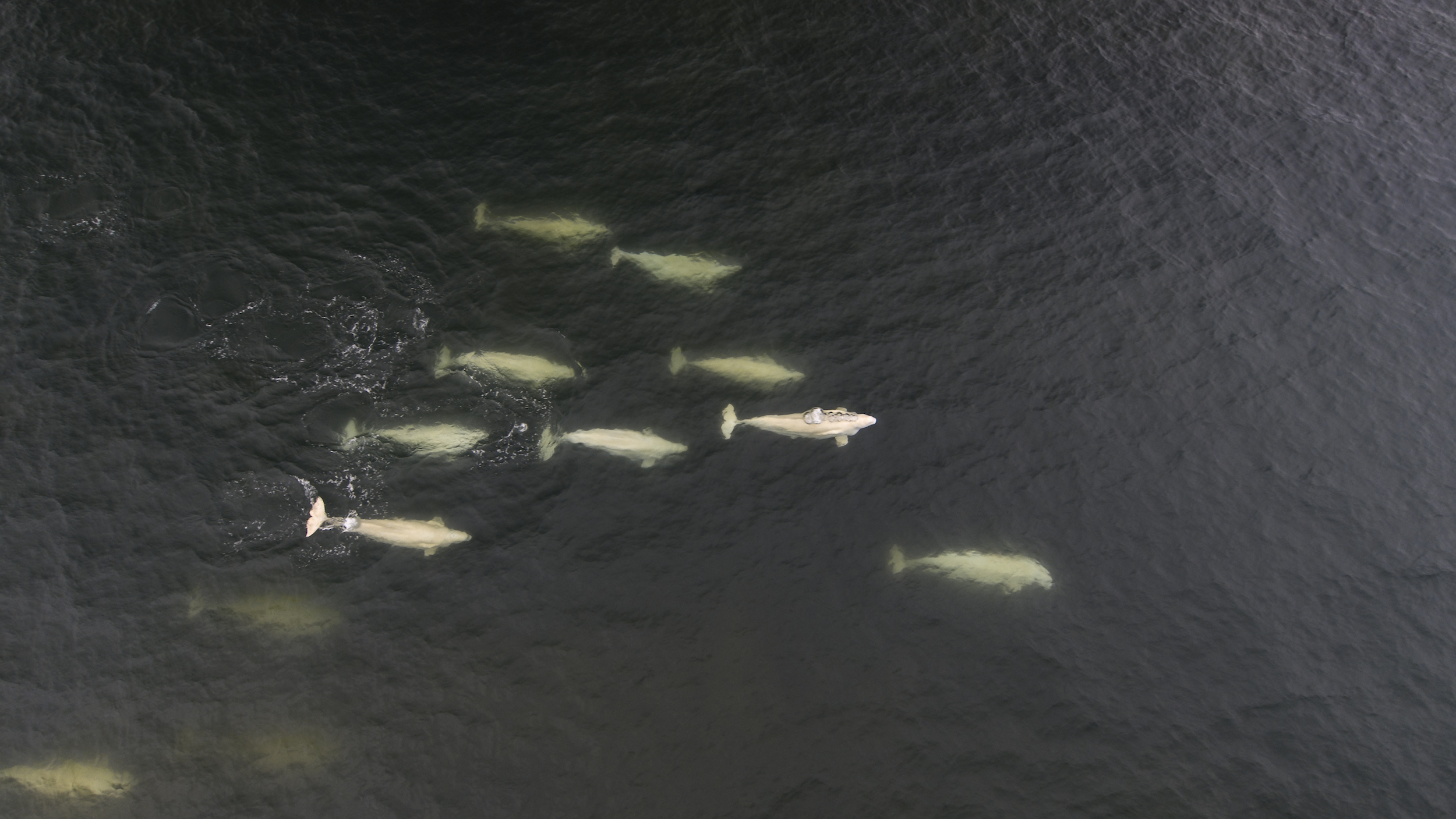 Thar She Blows! Belugas to Starboard // Delos in the Arctic Part 7